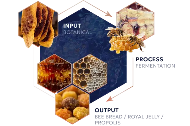 The hive triad background