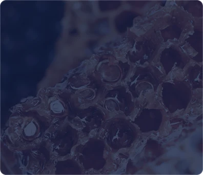 The hive triad background
